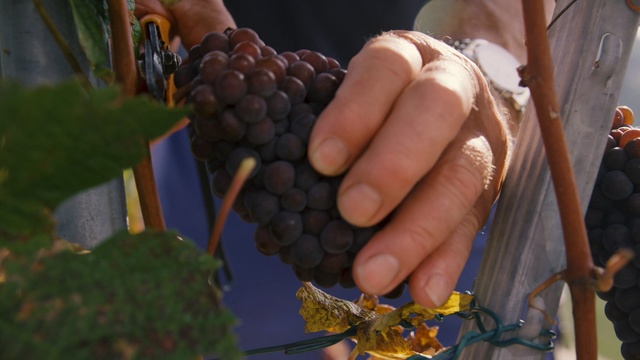 Video Reference: Grape, Grapevine family, Vitis, Hand, Grape leaves, Plant, Fruit, Finger, Adaptation, Flower