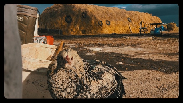 Video Reference: Bird, Adaptation, Rock, Person, Cat, Sitting, Looking, Front, Laying, Standing, Table, White, Open, Brown, Black, Bench, Man, Large, Chicken, Perched, Dog, Text, Animal, Rodent