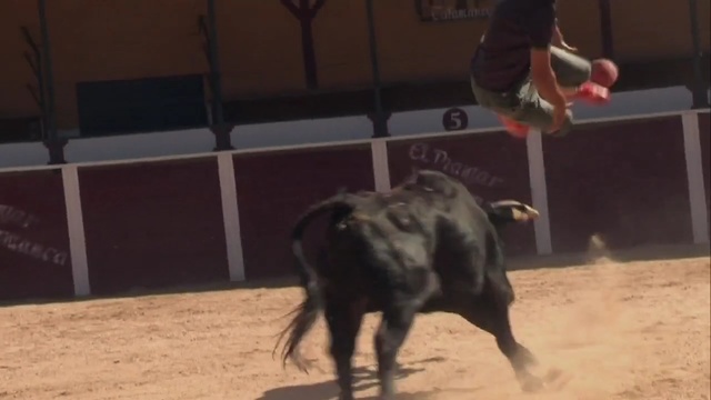 Video Reference: bull, dog, swine