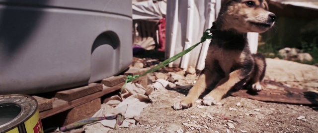 Video Reference: Canidae, Dog, Carnivore, Street dog, Dog breed