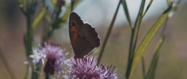 Video Reference: Butterfly, Moths and butterflies, Insect, Coenonympha, Pollinator, Meadow brown, Invertebrate, Colias, Brush-footed butterfly, Small heath (butterfly)
