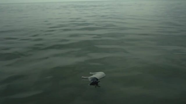 Video Reference: vertebrate, water, bird, water bird, swan, atmosphere, sea, seabird, waterfowl, ducks geese and swans