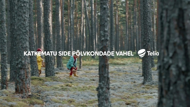 Video Reference: Tree, Forest, Woodland, Natural environment, Northern hardwood forest, Wilderness, Biome, Old-growth forest, Woody plant, Trunk, Outdoor, Grass, Man, Standing, Wood, Walking, Park, Holding, Young, Woman, Sign, Wearing, Large, Jumping, Snow, Riding, Hat, Frisbee, Playing, Flying, Air, Tall, Text, Hiking