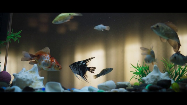 Video Reference: Freshwater aquarium, Aquarium, Organism, Marine biology, Aquarium decor, Fish, Coral reef fish, Plant, Underwater, Vessel, Thing, Fishbowl, Bird, Indoor, Vase, Table, Flower, Photo, Glass, Small, Sitting, White, Mirror, Food, Different, Cake, Bowl, Water, Colorful, Keyboard, Standing, Green, Group, Reflection, Large, Display, Clear, Living, Blue, Room, Cat, Plate, Reef, Animal, Salamander