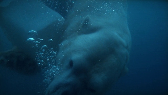 Video Reference: Underwater, Marine biology, Organism, Water, Marine mammal, Fish, Sea, Wildlife, Ocean