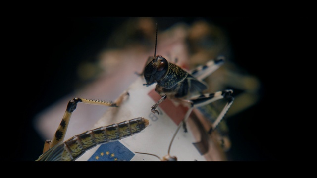 Video Reference: Arthropod, Insect, Organism, Pest, Twig, Invertebrate, Parasite, Close-up, Macro photography, Terrestrial animal