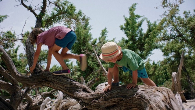 Video Reference: Tree, Woody plant, Plant, Adaptation, Soil, Wood, Forest