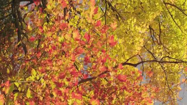 Video Reference: nature, autumn, branch, tree, leaf, deciduous, woody plant, maple tree, flora, spring