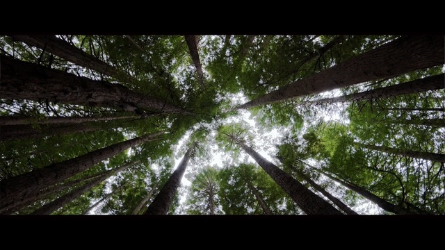 Video Reference: Tree, Nature, Natural environment, Vegetation, Forest, Green, Leaf, Light, Old-growth forest, Sunlight, Outdoor, Standing, Large, Walking, Old, Snow, Sign, Tall, Giraffe, Man, White, Clock, Riding, Field, River, Group, Plant, Sky, Landscape