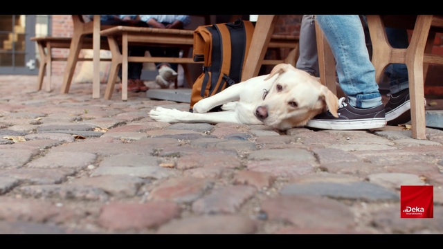 Video Reference: Canidae, Dog, Dog breed, Street dog, Snapshot, Non-Sporting Group, Dogo argentino, Carnivore, Snout, American pit bull terrier