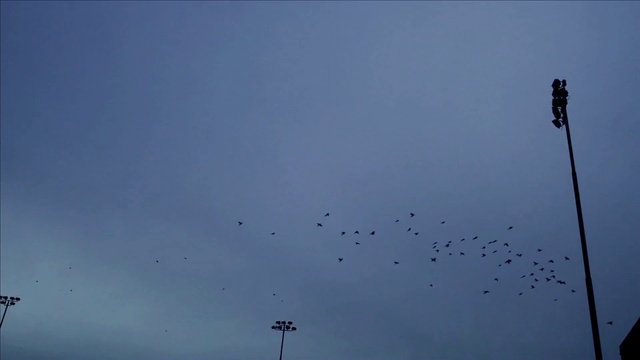 Video Reference: Sky, Blue, Flock, Bird, Cloud, Bird migration, Evening, Animal migration, Dusk, City, Person