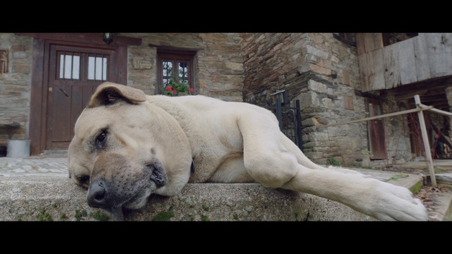 Video Reference: dog breed group, dog breed, fauna, snout, zoo, grass, carnivoran, dog like mammal