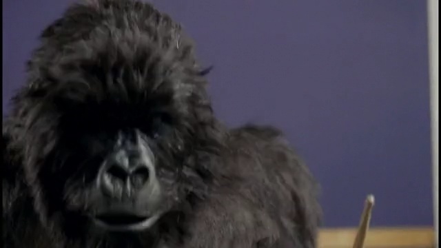 Video Reference: Snout, Affenpinscher, Primate, Fur, Dog breed, Wildlife, Person