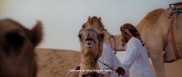 Video Reference: Camel, Camelid, Arabian camel, Livestock, Bactrian camel, Neck, Landscape, Indoor, Animal, Mammal, Looking, Dog, Standing, Brown, Front, Sitting, Cat, Horse, Watching, Water, Mirror, Woman, Table, Reflection, White, Playing, Room, Carnivore, Lion, Staring