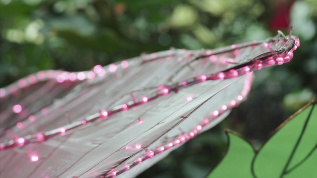 Video Reference: Pink, Leaf, Water, Botany, Plant, Branch, Twig, Drop, Flower, Spring