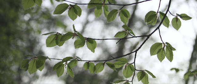 Video Reference: Tree, Leaf, Branch, Plant, Flower, Woody plant, Twig, Organism, Flowering plant, Plant stem