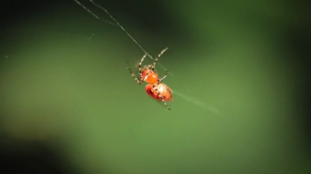 Video Reference: Insect, Spider, Macro photography, Invertebrate, Miridae, Close-up, Organism, Spider web, Arthropod, Pest