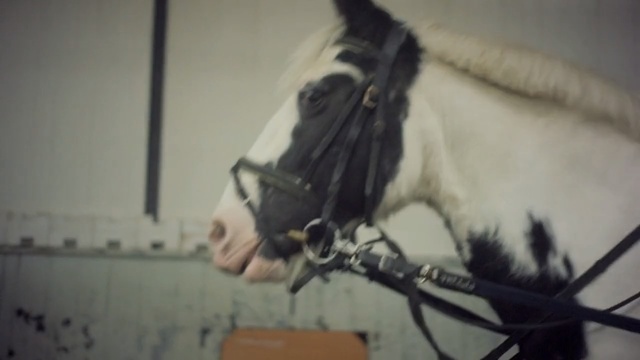 Video Reference: Bridle, Horse, Halter, Horse tack, Hair, Horse harness, Rein, Mane, Snout, Stallion