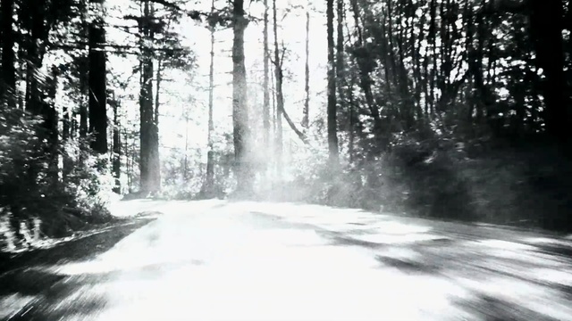 Video Reference: nature, black and white, water, tree, forest, monochrome photography, winter, photography, freezing, geological phenomenon