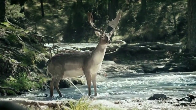 Video Reference: Mammal, Wildlife, Vertebrate, Deer, Nature reserve, Terrestrial animal, Reindeer, Wilderness, White-tailed deer, Antelope