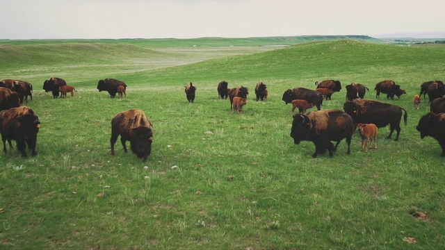 Video Reference: Herd, Grassland, Pasture, Grazing, Bovine, Natural environment, Ranch, Grass, Ecoregion, Prairie