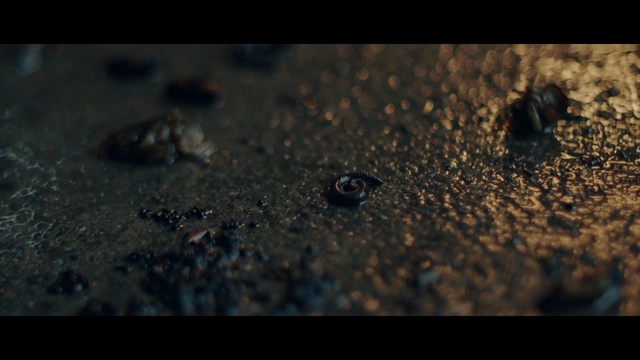 Video Reference: Black, Water, Brown, Soil, Close-up, Sky, Macro photography, Organism, Photography, Pest