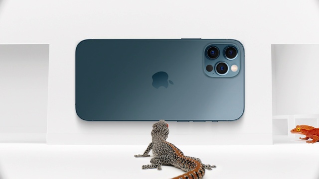 Video Reference: Lizard, Gecko, Reptile, Scaled reptile, Technology, Electronic device, Gadget, Mobile phone, Dinosaur