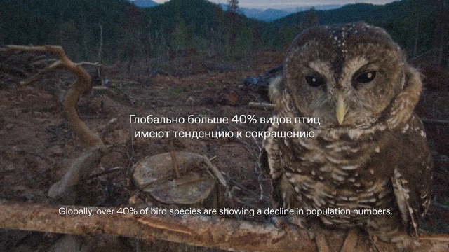 Video Reference: Bird, Organism, Owl, Beak, Wood, Screech owl, Sky, Natural landscape, Plant, Adaptation