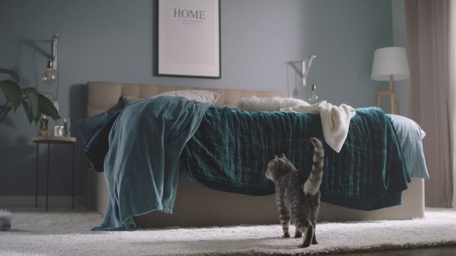 Video Reference: Room, Bed sheet, Bedroom, Furniture, Cat