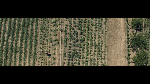 Video Reference: green, grass, leaf, tree, pattern, biome, organism, wood, grass family, trunk