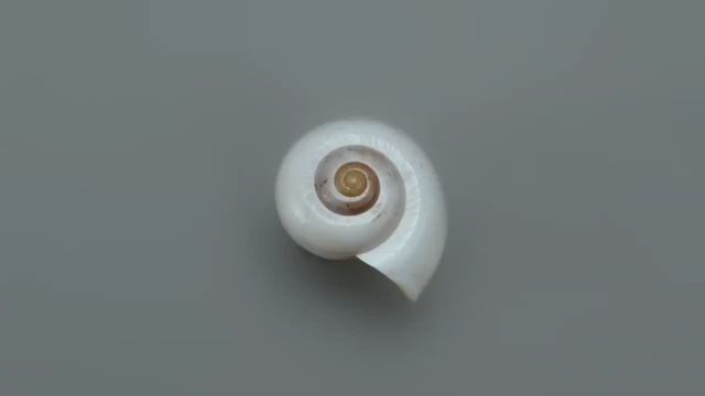 Video Reference: Sea snail, Shell, Spiral, Conch