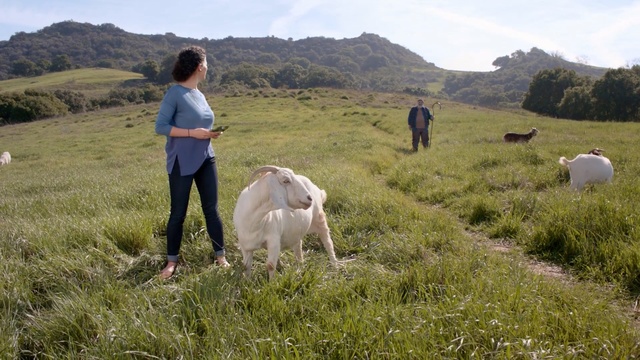Video Reference: grassland, pasture, ecosystem, goats, hill, grass, meadow, herd, goat, field, Person