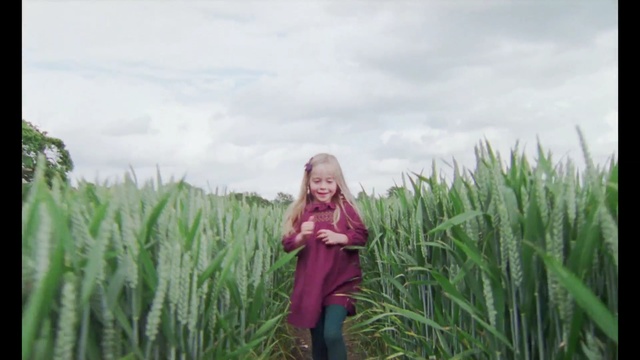 Video Reference: field, corn, grass, wheat, farmer, summer, sky, rural, meadow, grain, spring, cereal, outdoor, agriculture, Person