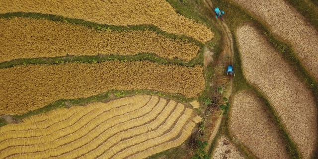 Video Reference: Terrace, Field, Landscape, Grass family, Soil, Aerial photography, Paddy field, Rural area, Birds-eye view, Maze