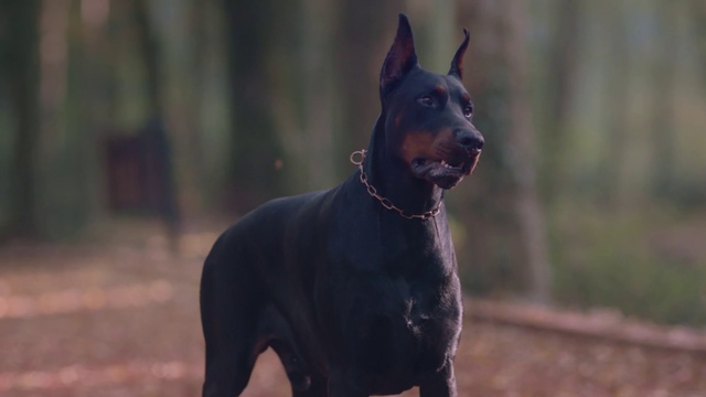 Video Reference: Dog, Dobermann, Mammal, Vertebrate, Dog breed, Canidae, Guard dog, Pinscher, Carnivore, German pinscher