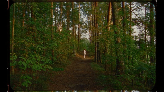 Video Reference: Tree, Forest, Nature, Natural environment, Woodland, Natural landscape, Nature reserve, Old-growth forest, Northern hardwood forest, Vegetation