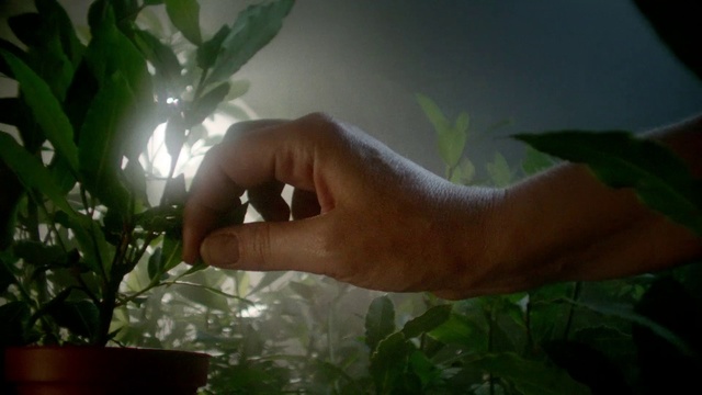 Video Reference: Leaf, Nature, Plant, Houseplant, Botany, Flower, Hand, Plant stem, Organism, Finger