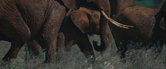 Video Reference: Elephant, Terrestrial animal, Elephants and Mammoths, Wildlife, Indian elephant, African elephant, Organism, Adaptation, Safari, Snout