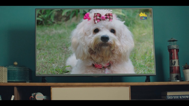 Video Reference: Dog, Mammal, Vertebrate, Dog breed, Canidae, Maltese, Carnivore, Maltepoo, Companion dog, Coton de tulear