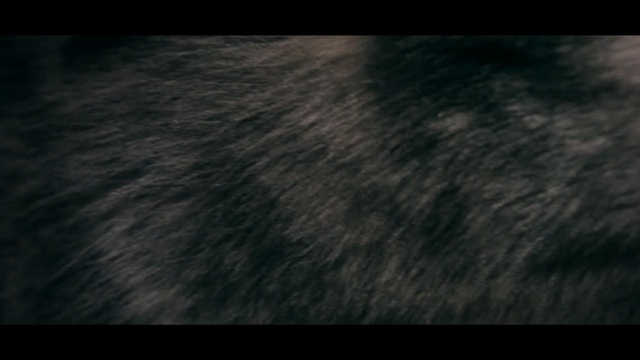 Video Reference: Black, Hair, Nature, Darkness, Fur, Brown, Sky, Light, Atmosphere, Human