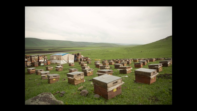 Video Reference: Grass, Grassland, Rural area, Land lot, Sky, Tree, Stock photography, Photography, Plain, Landscape