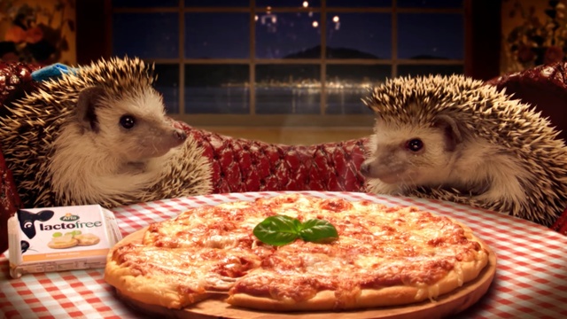 Video Reference: hedgehog, domesticated hedgehog, erinaceidae, cuisine