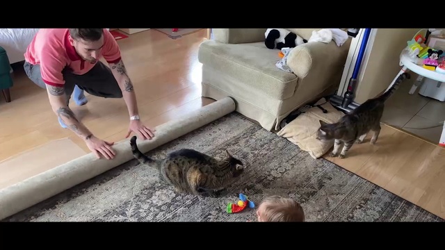 Video Reference: Cat, Felidae, Leg, Kitten, Carnivore, Small to medium-sized cats, Canidae, Play, Floor