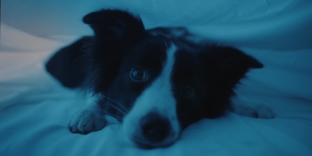 Video Reference: Dog, Mammal, Vertebrate, Canidae, Dog breed, Border collie, Carnivore, Snout, Welsh sheepdog, Puppy