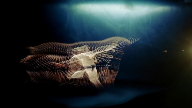 Video Reference: darkness, organism, water, computer wallpaper, stock photography, marine biology, macro photography