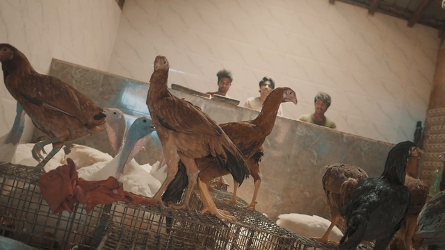 Video Reference: Adaptation, Art