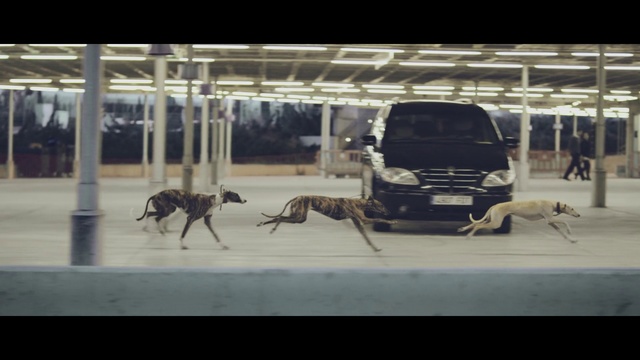 Video Reference: Dog, Canidae, Whippet, Transport, Snout, Street dog, Vehicle, Car, Carnivore, Hunting dog