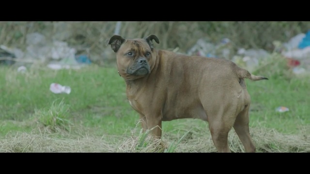 Video Reference: dog breed, dog, mammal, dog like mammal, boerboel, bullmastiff, dog breed group, snout, carnivoran, tosa