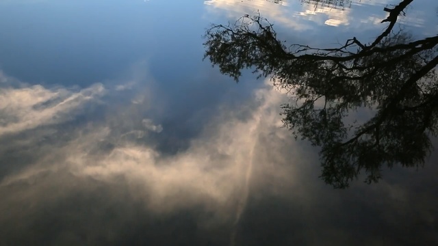 Video Reference: Sky, Nature, Atmospheric phenomenon, Cloud, Atmosphere, Daytime, Tree, Morning, Sunlight, Mist