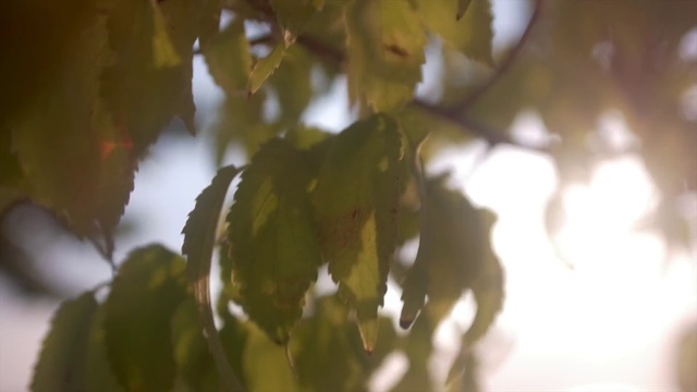 Video Reference: Leaf, Nature, Green, Tree, Branch, Light, Yellow, Plant, Sky, Sunlight